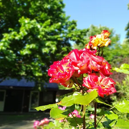 Gesztenyes Ueduelo Balatonudvari